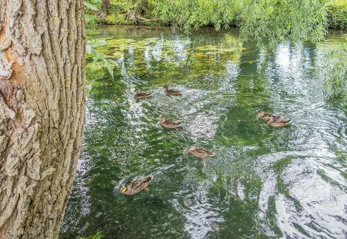 a group of ducks swimming in a pond next to a tree